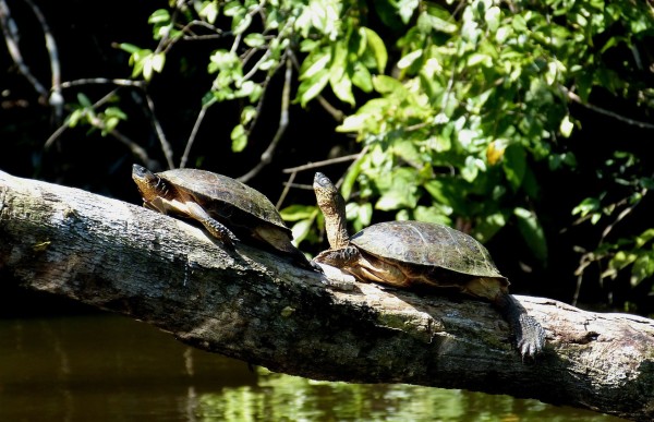 Costa Rica Rainforest Sea Turtles